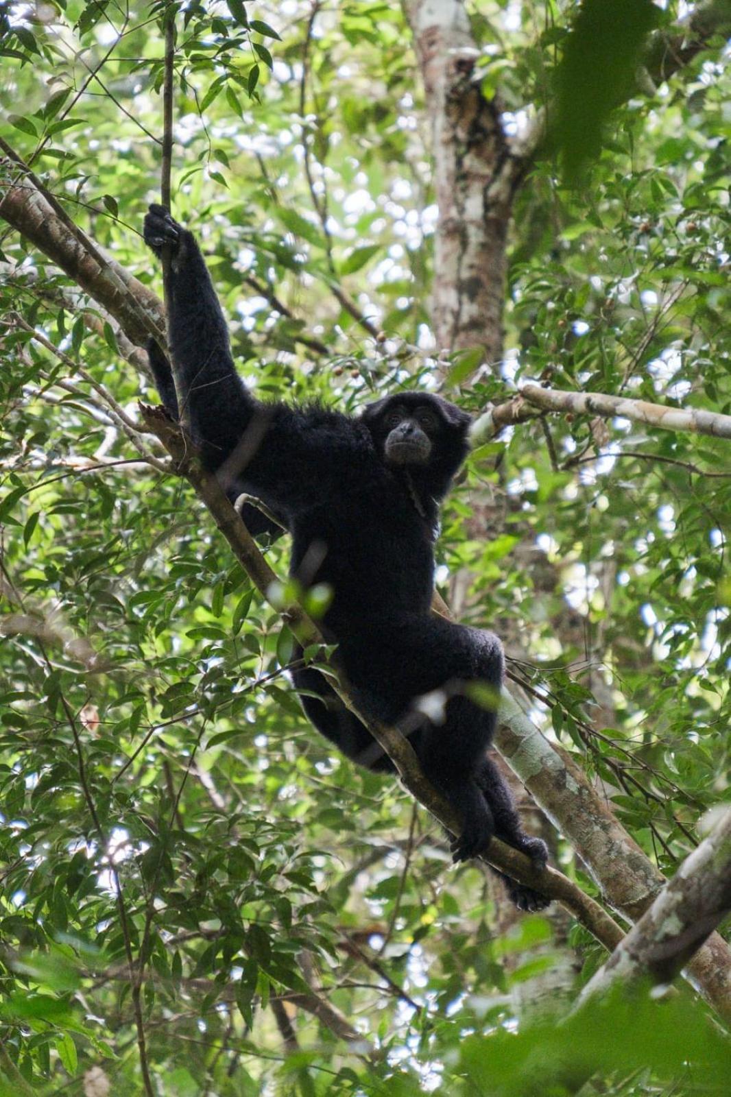 Magpie Homestay & Jungle Trekking Only For Guest Trekking With Us 武吉拉旺 外观 照片