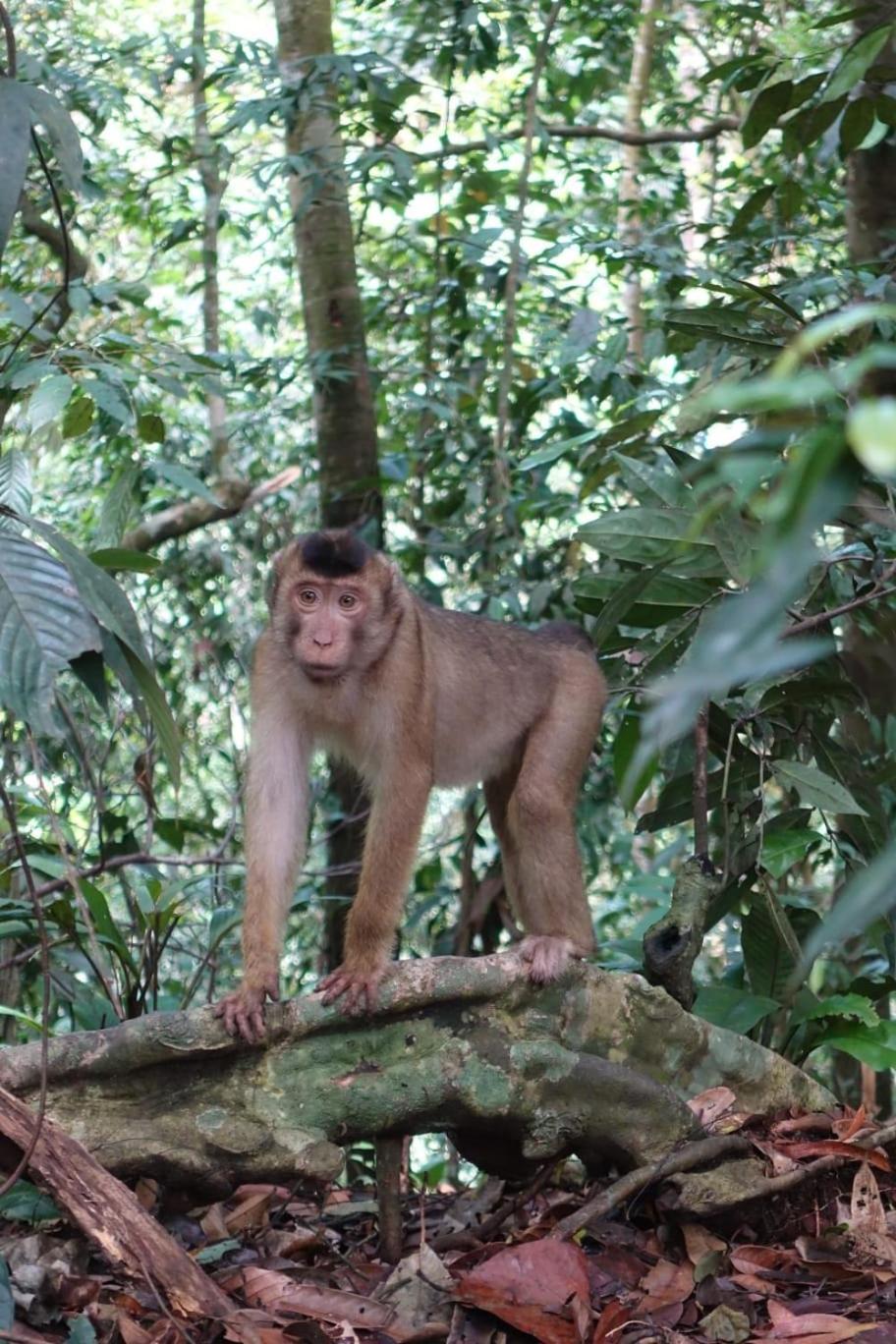 Magpie Homestay & Jungle Trekking Only For Guest Trekking With Us 武吉拉旺 客房 照片