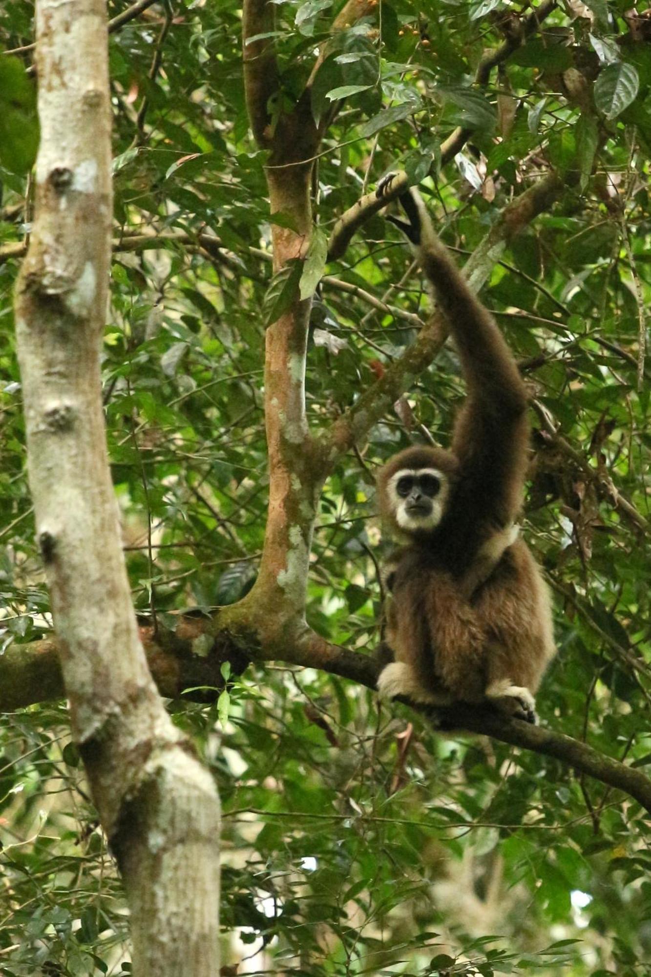 Magpie Homestay & Jungle Trekking Only For Guest Trekking With Us 武吉拉旺 外观 照片