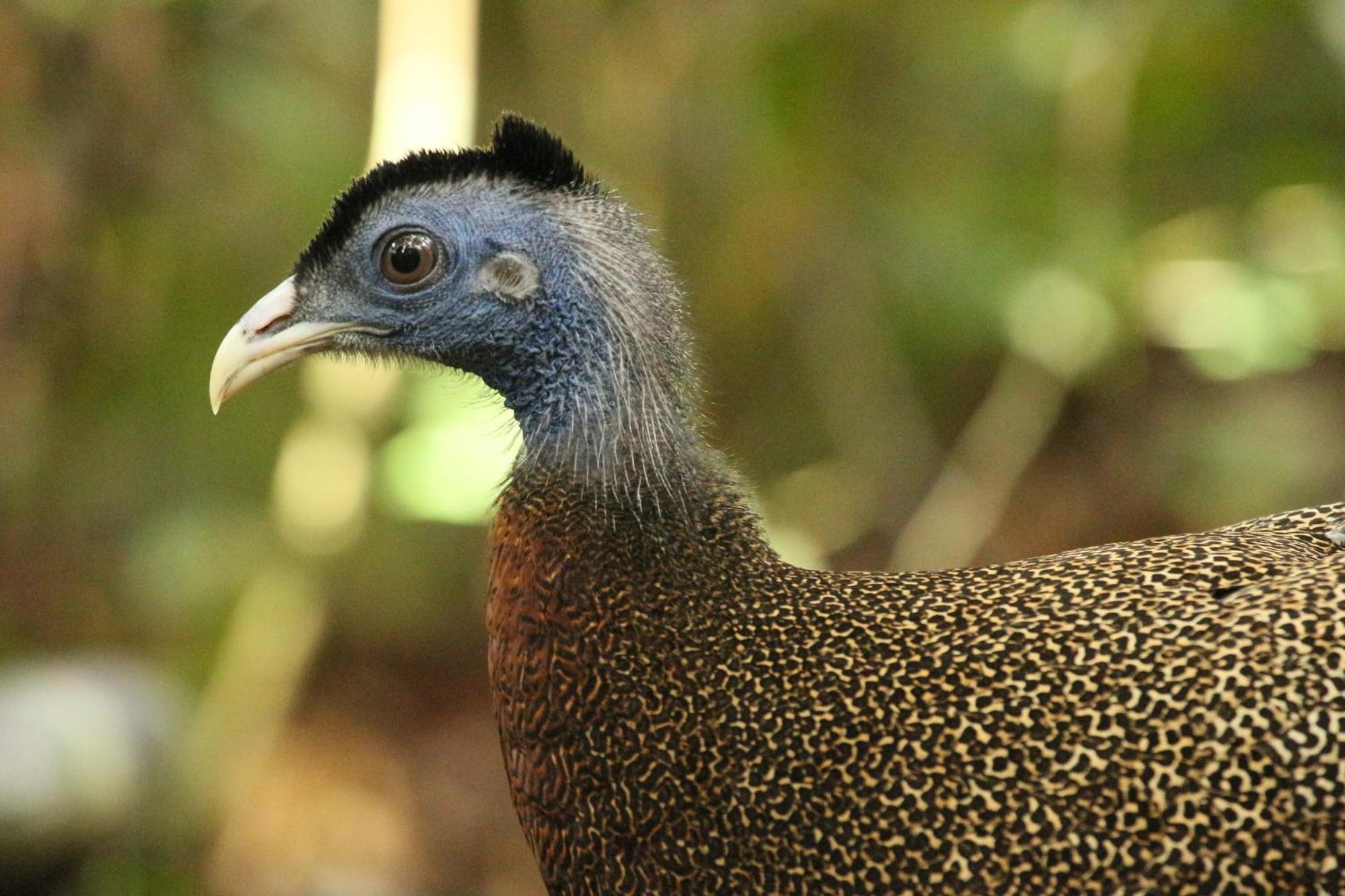 Magpie Homestay & Jungle Trekking Only For Guest Trekking With Us 武吉拉旺 外观 照片