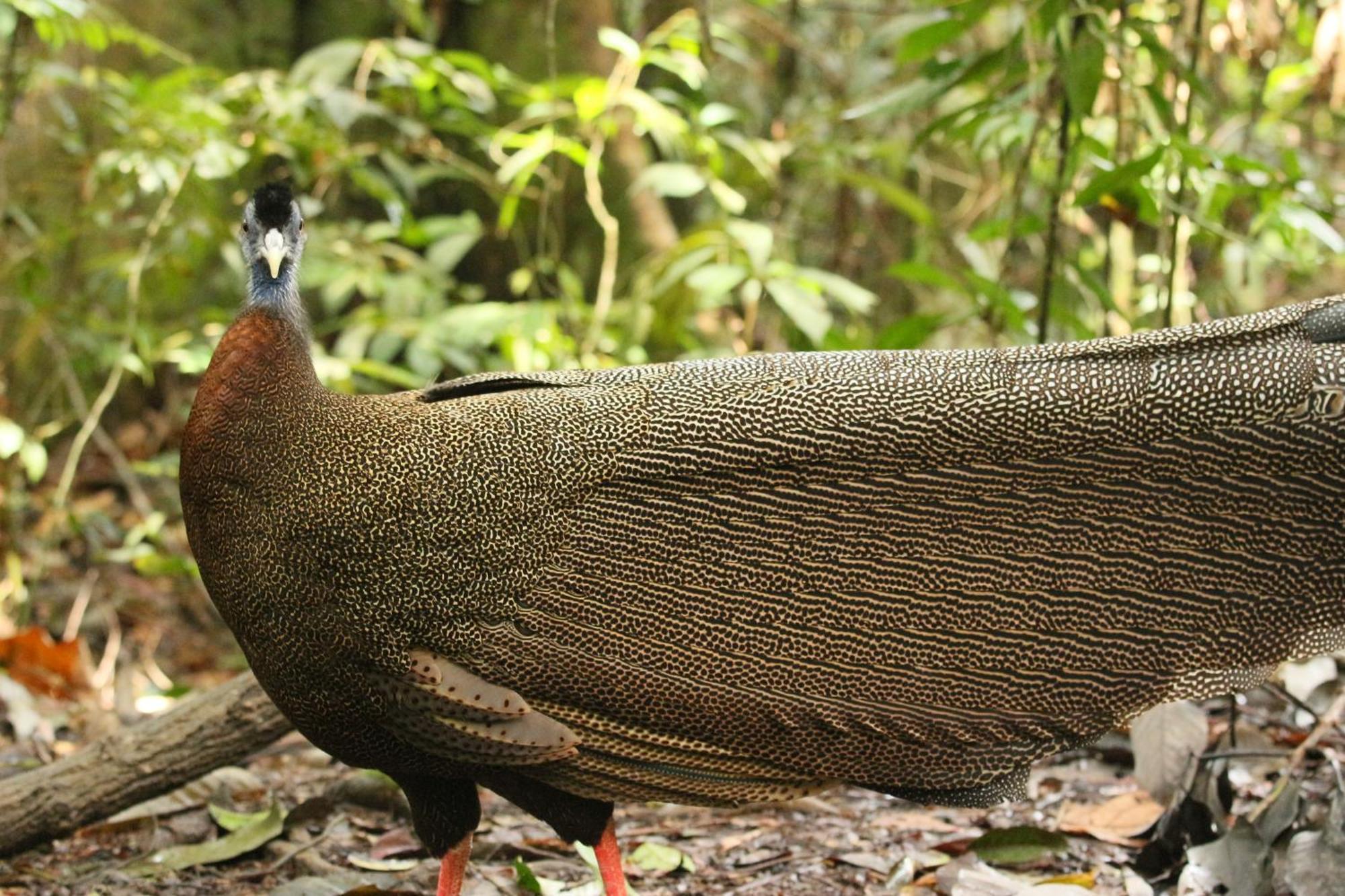 Magpie Homestay & Jungle Trekking Only For Guest Trekking With Us 武吉拉旺 外观 照片