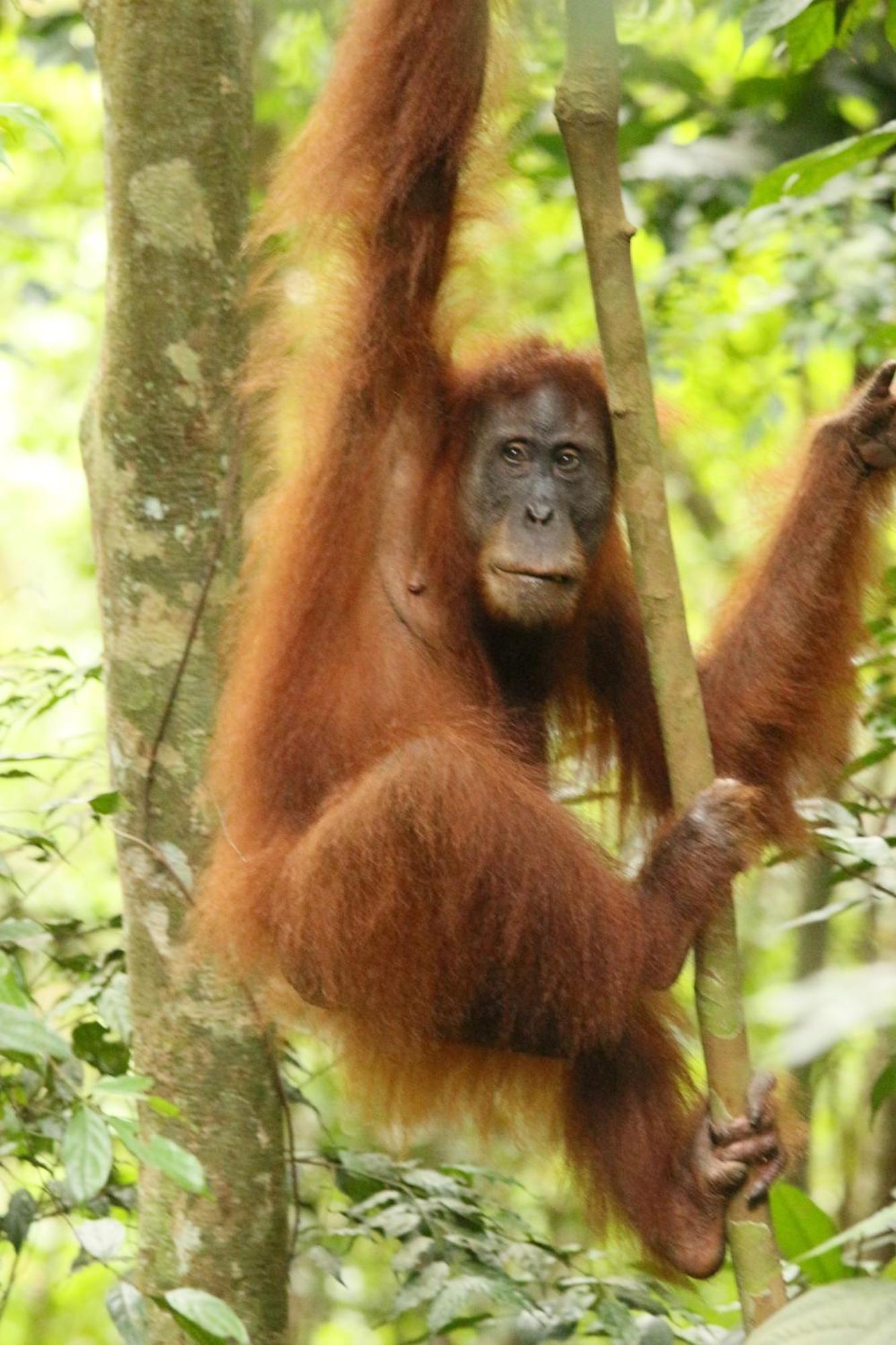 Magpie Homestay & Jungle Trekking Only For Guest Trekking With Us 武吉拉旺 外观 照片
