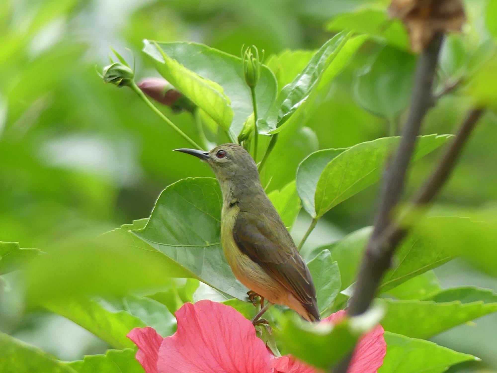 Magpie Homestay & Jungle Trekking Only For Guest Trekking With Us 武吉拉旺 客房 照片