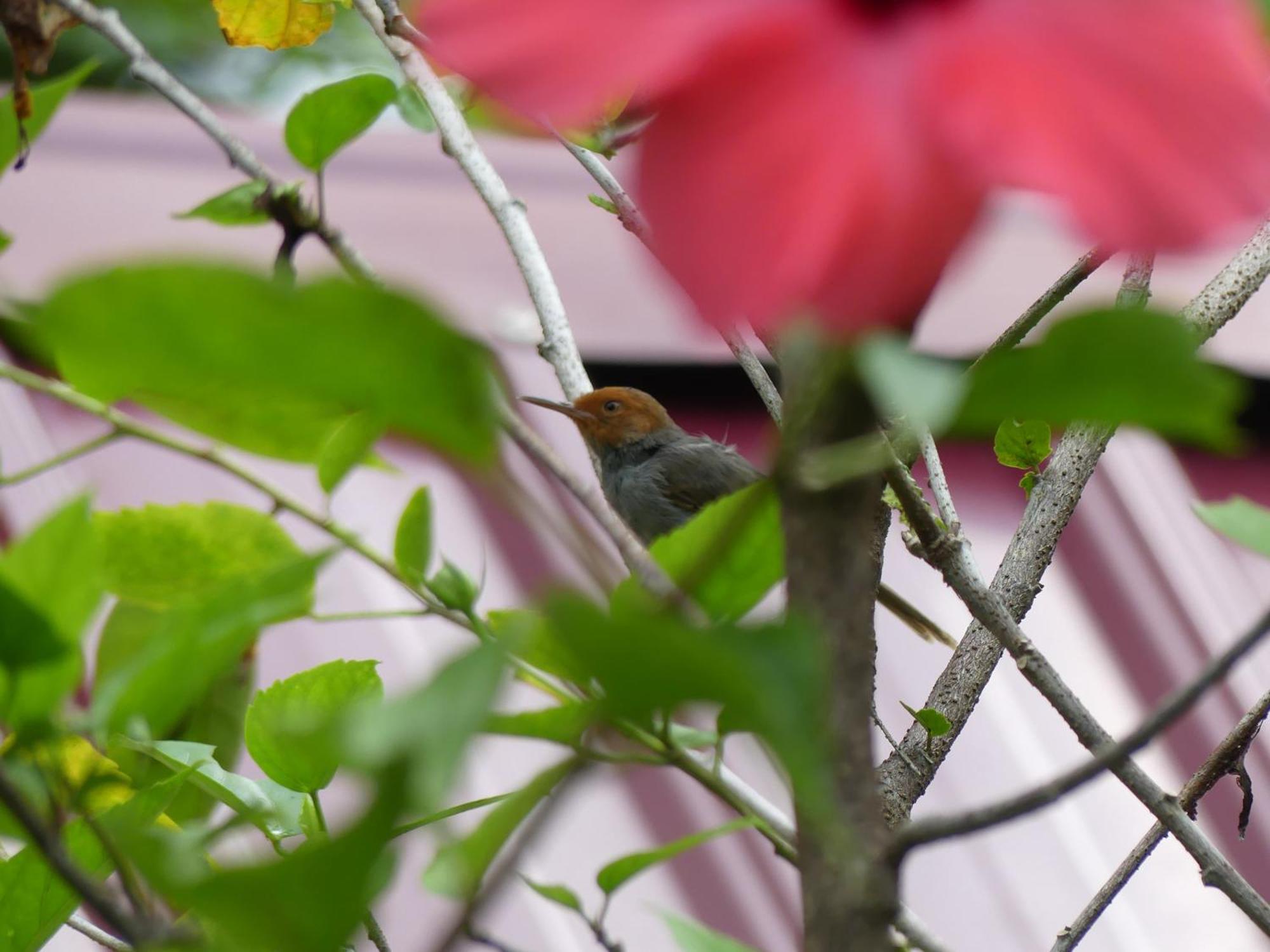 Magpie Homestay & Jungle Trekking Only For Guest Trekking With Us 武吉拉旺 客房 照片
